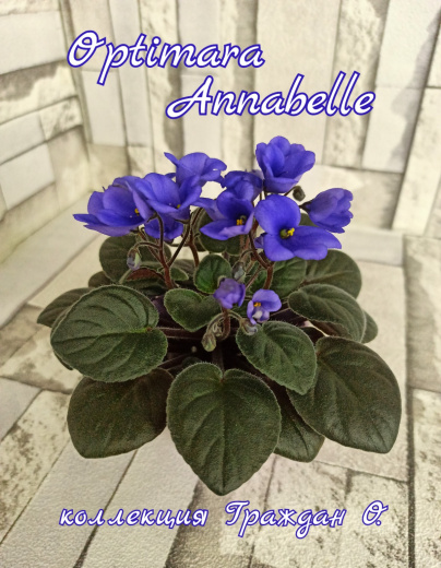 Optimara Annabelle (Holtkamp)