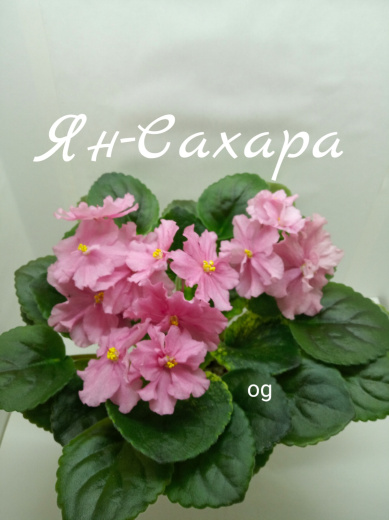 Ян-Сахара
