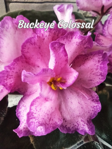 Buckeye Colossal (Hancock)