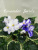 Lavender Swirls (Sorano)