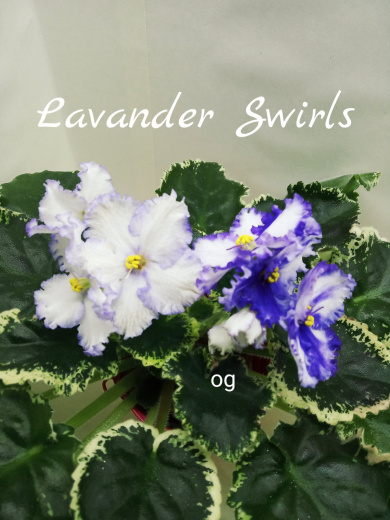 Lavender Swirls (Sorano)