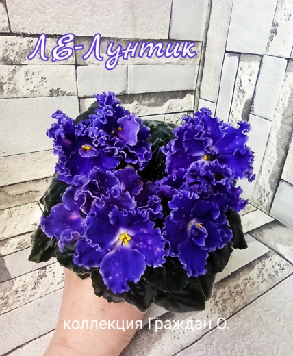 ЛЕ-Лунтик