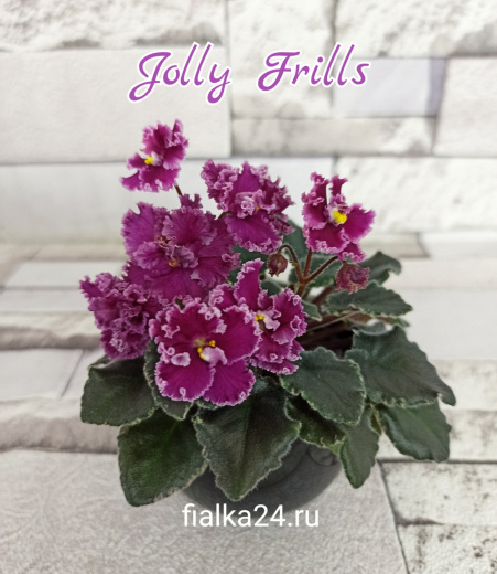 Jolly Frills (Pittman)