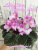 City-line Trendy Pink