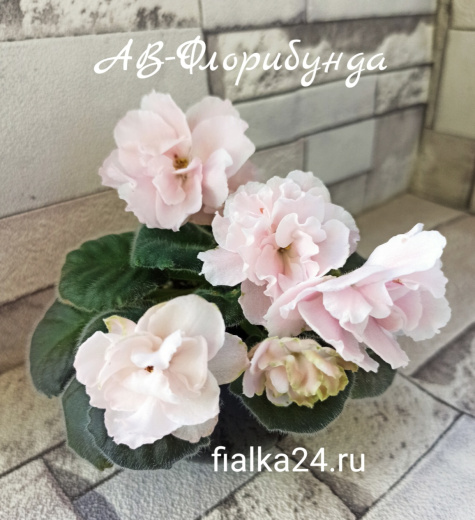 АВ-Флорибунда
