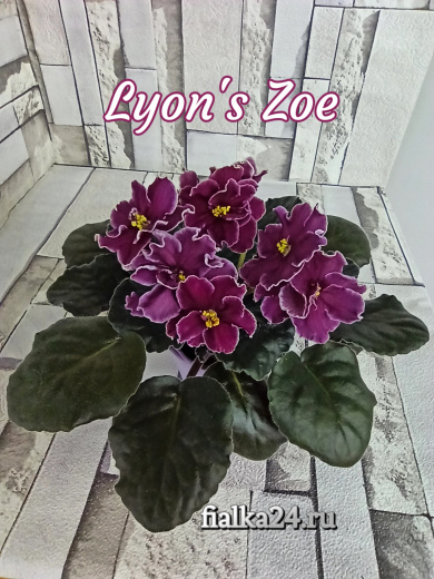 Lyon's Zoe (Sorano)