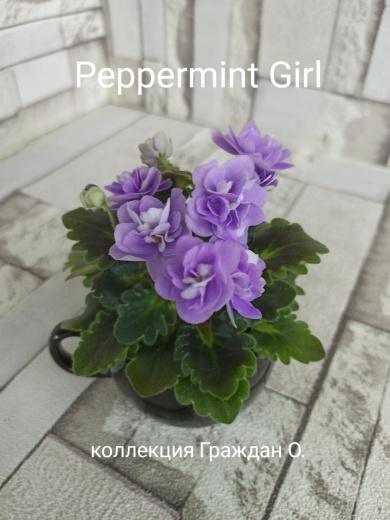 Peppermint Girl (Pitman)