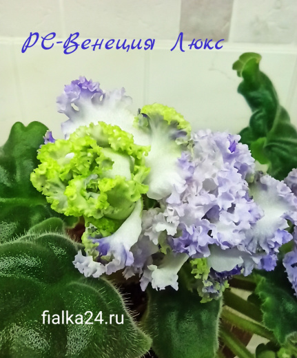РС-Венеция Люкс