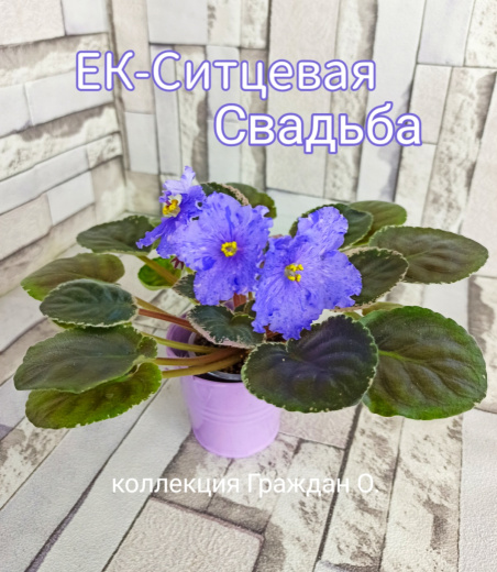 ЕК-Ситцевая Свадьба