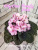 City-line Trendy Pink