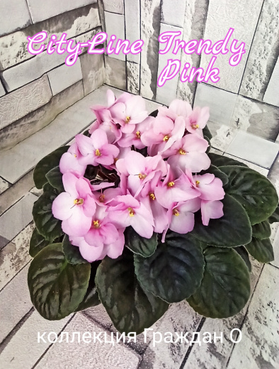 City-line Trendy Pink
