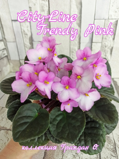 City-line Trendy Pink