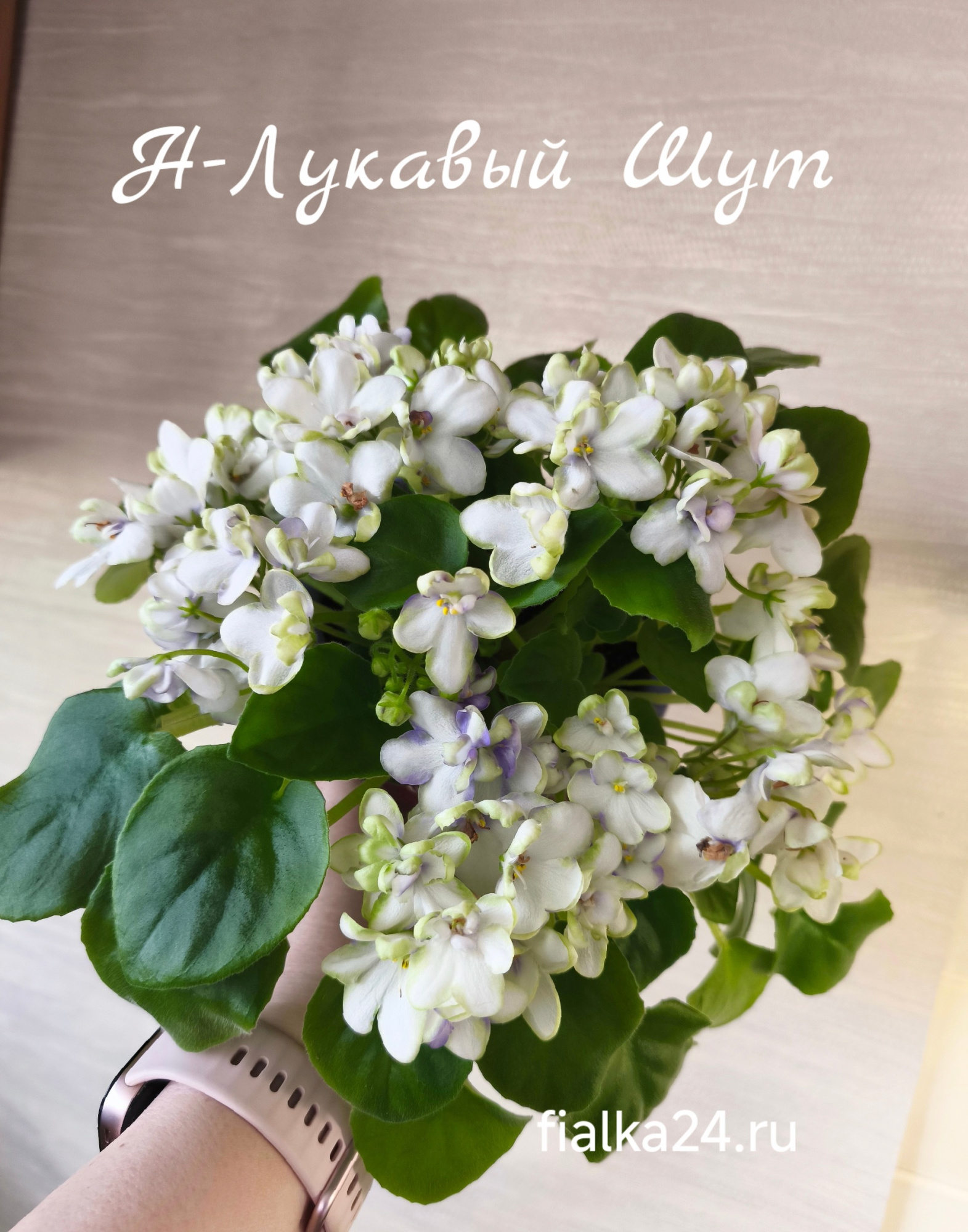 Н-Лукавый шут