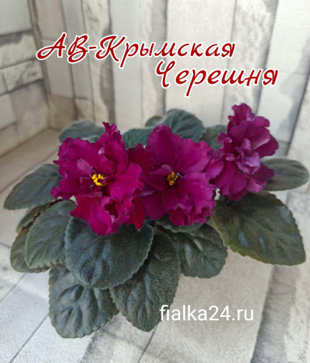 АВ-Крымская Черешня