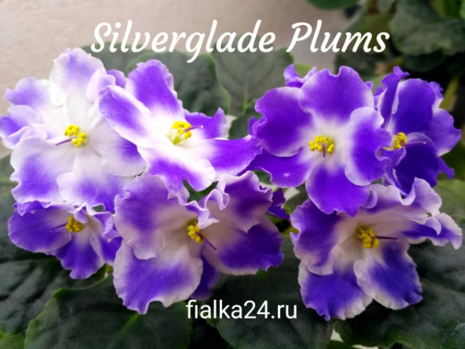 Silverglade Plums (Harrison)