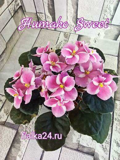 Humako Sweet