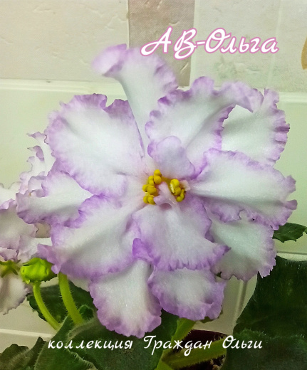 АВ-Ольга