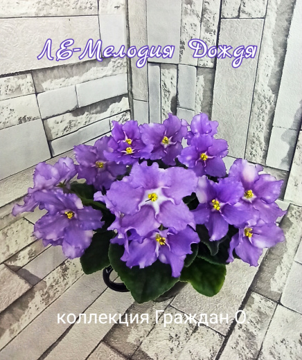 ЛЕ-Мелодия Дождя