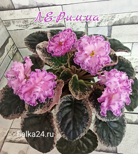 ЛЕ-Римма