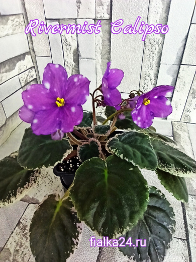 Rivermist Calypso (J.Baker)