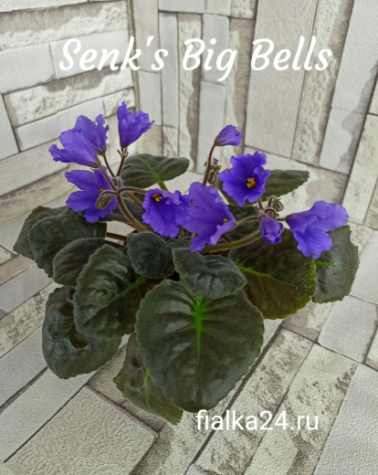 Senk's Big Bells (Follett/Senk)