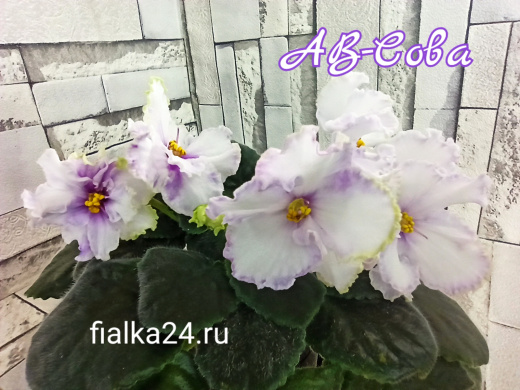АВ-Сова