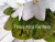 Tina's April Fantasy (Elfstrom)