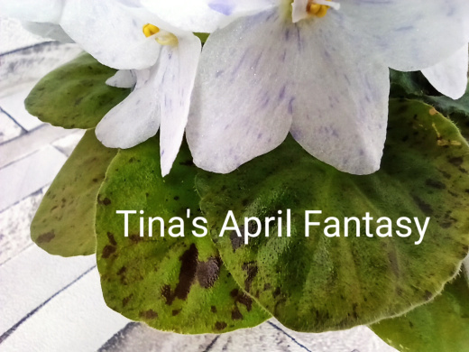 Tina's April Fantasy (Elfstrom)