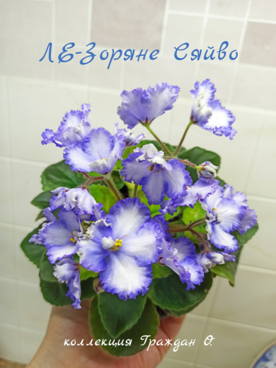 ЛЕ-Зоряне Сяйво