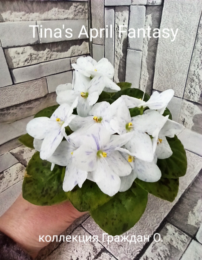 Tina's April Fantasy (Elfstrom)