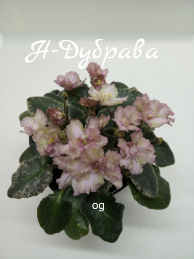 Н - Дубрава