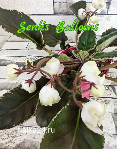 Senk's Balloons (Follet/Senks)