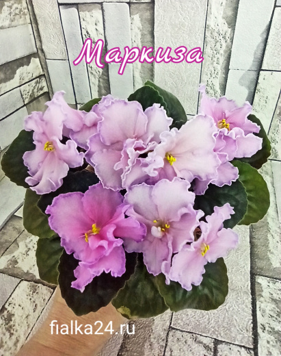 Маркиза (Дадоян)
