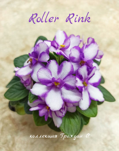 Roller Rink (C.Thomson)