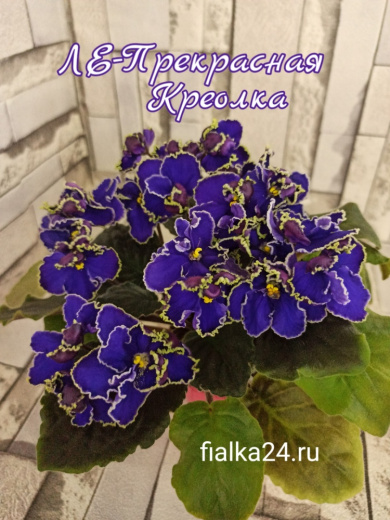 ЛЕ-Прекрасная Креолка