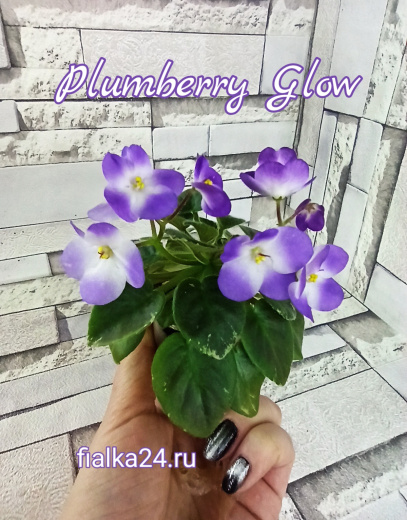 Plumberry Glow (LLG/Sorano)