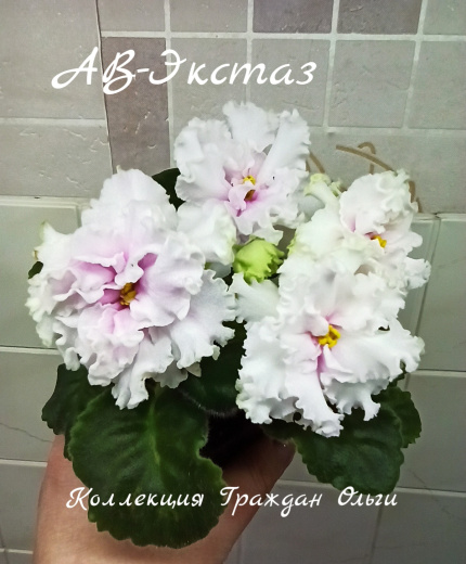 АВ-Экстаз