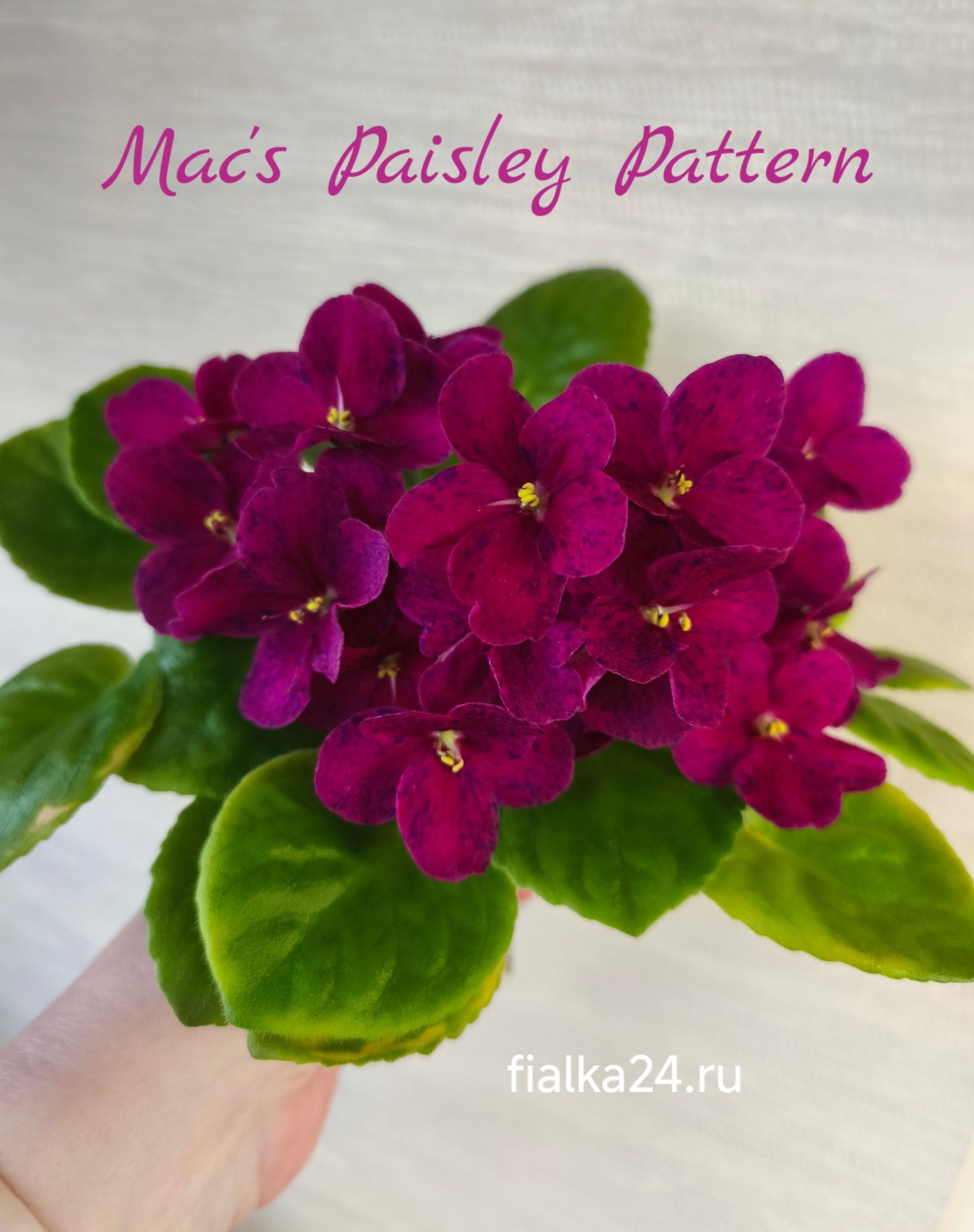 Mac's Paisley Pattern (McDonald)