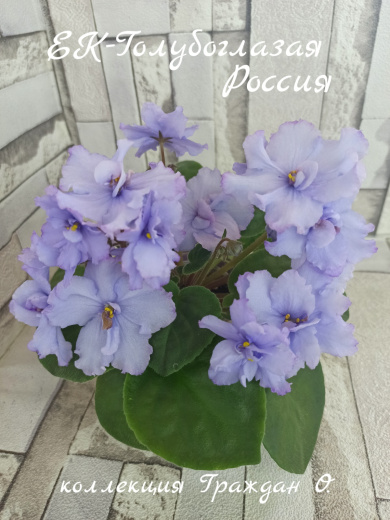 ЕК-Голубоглазая Россия