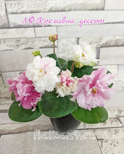 ЛФ-Кремовый Десерт