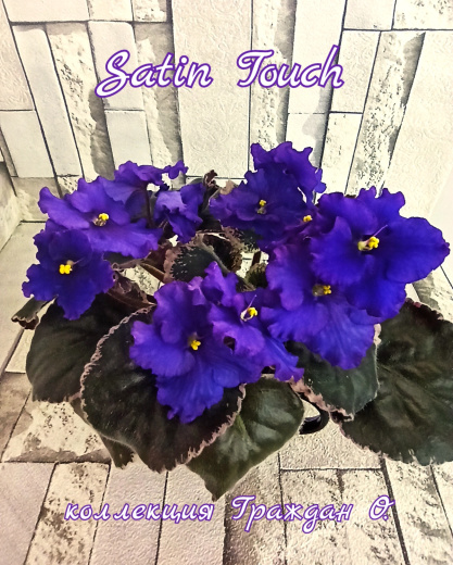 Satin Touch (LLG)
