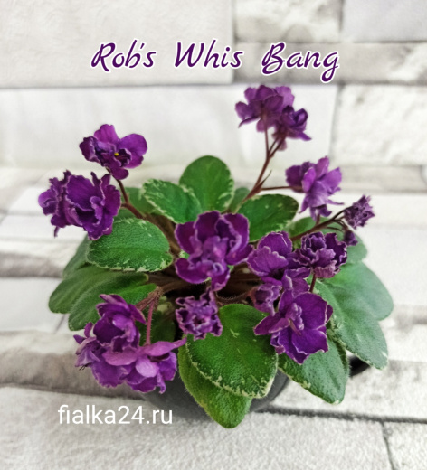 Rob's Whiz Bang (Robinson)