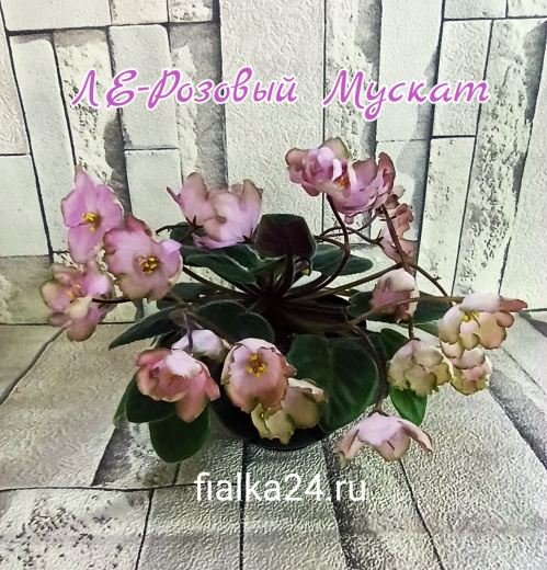 ЛЕ-Розовый Мускат