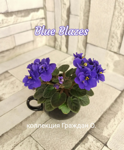 Blue Blazes (Harrington)