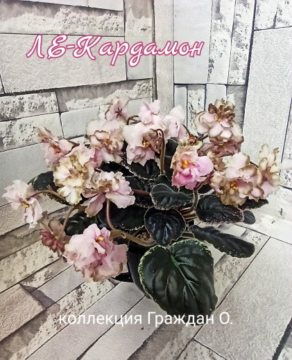 ЛЕ-Кардамон