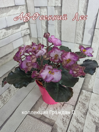 АВ-Осенний Лес