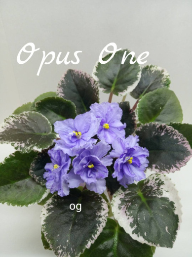Opus One (Brownlie)