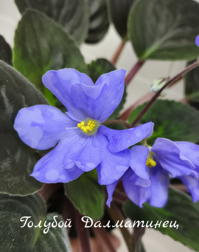 Голубой Далматинец (неизвестен)