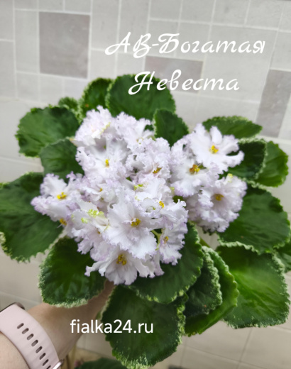 АВ-Богатая Невеста