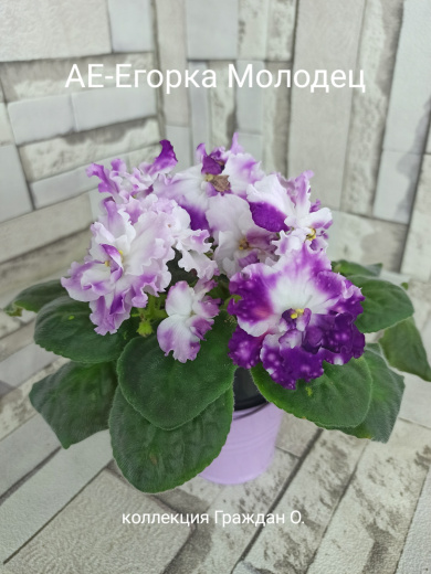 АЕ-Егорка-Молодец